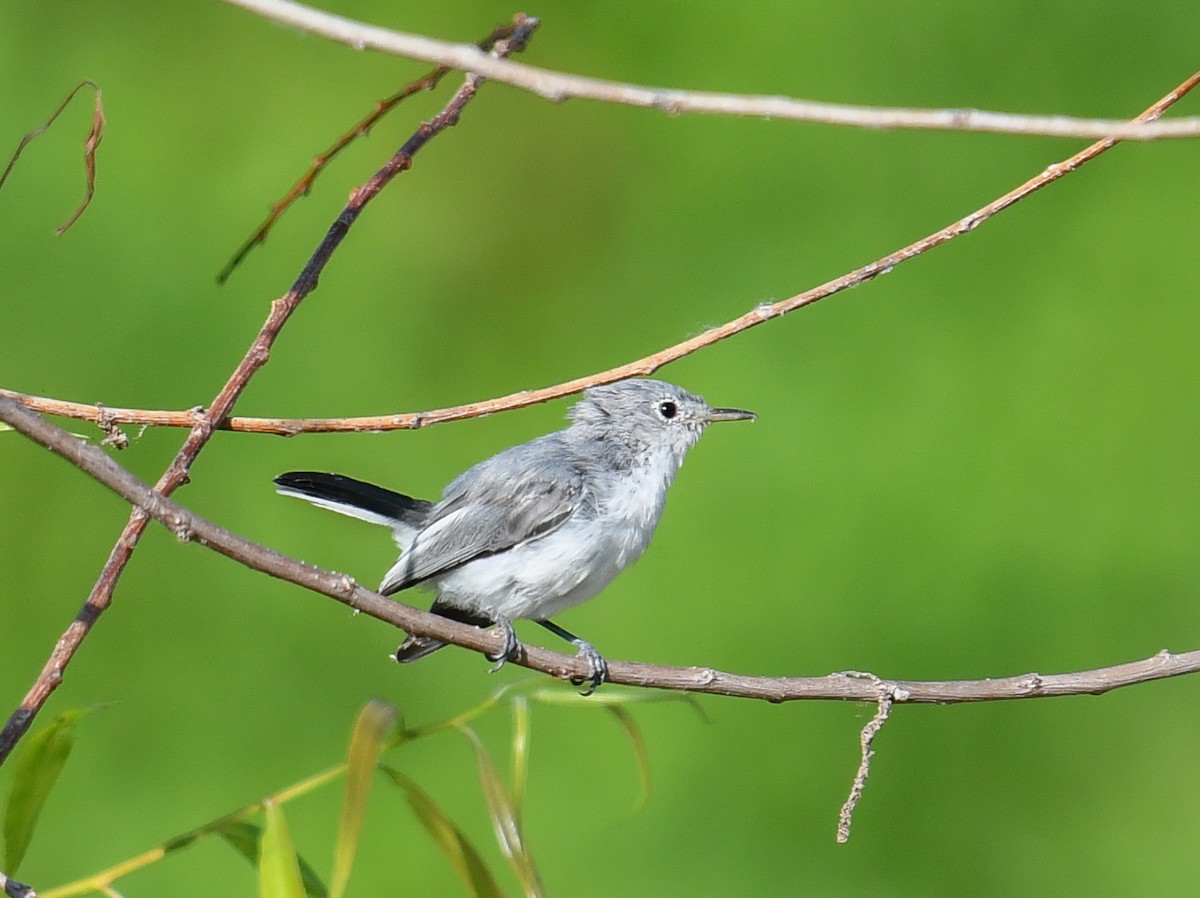 Blue-gray Gnatcatcher - ML623892756