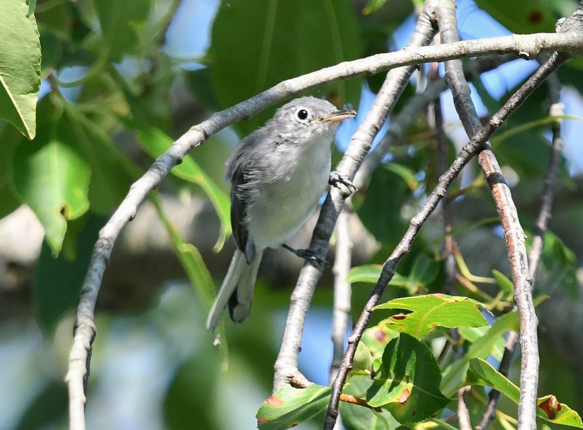 Blue-gray Gnatcatcher - ML623892757