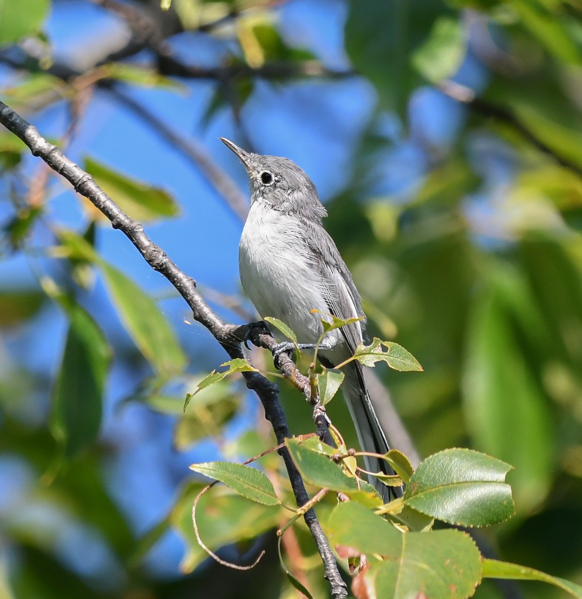 Gobemoucheron gris-bleu - ML623892759