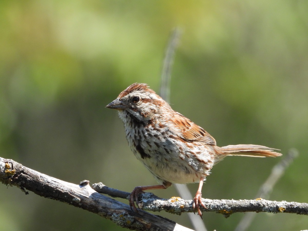 Song Sparrow - Callum Nixon-Holmes