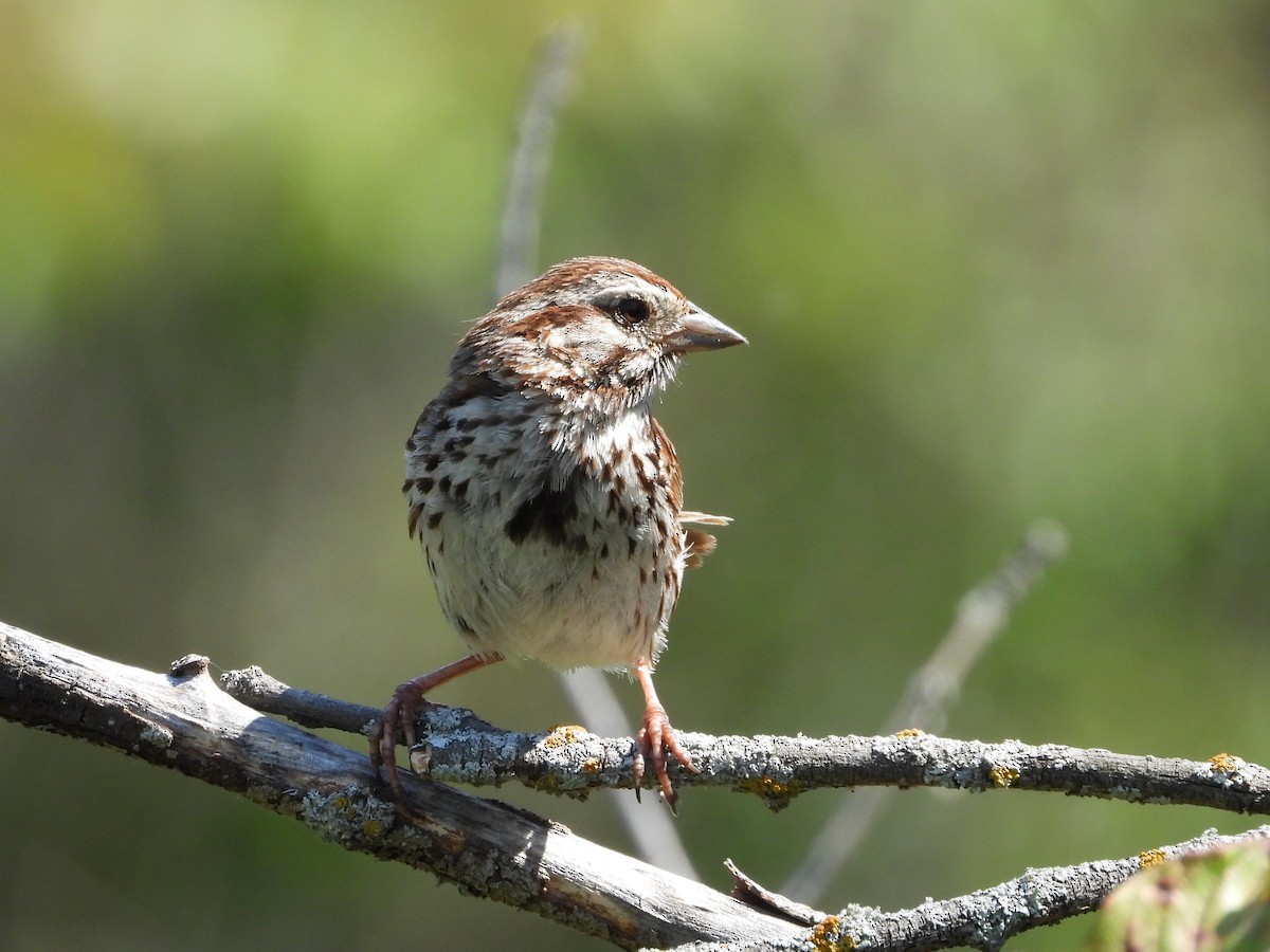 Song Sparrow - Callum Nixon-Holmes