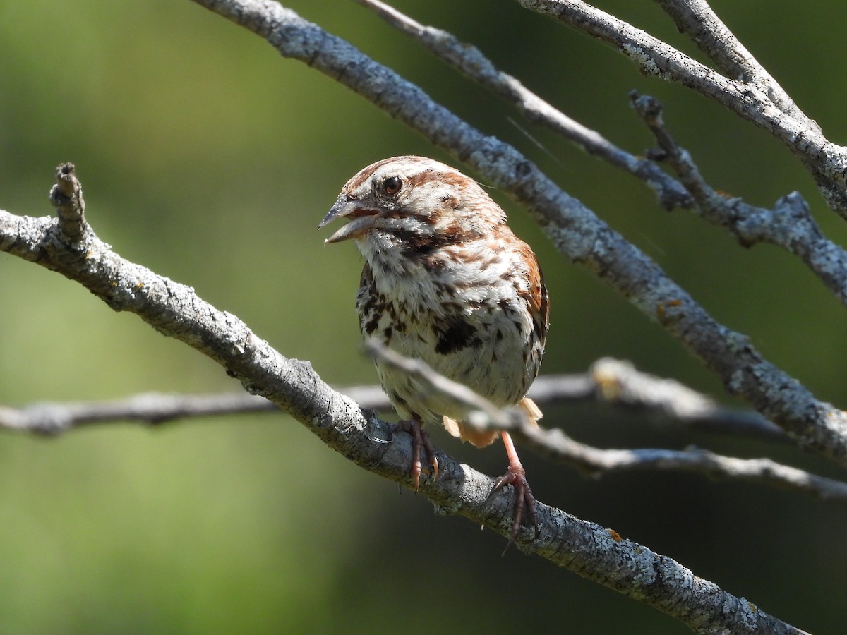 Song Sparrow - ML623892810