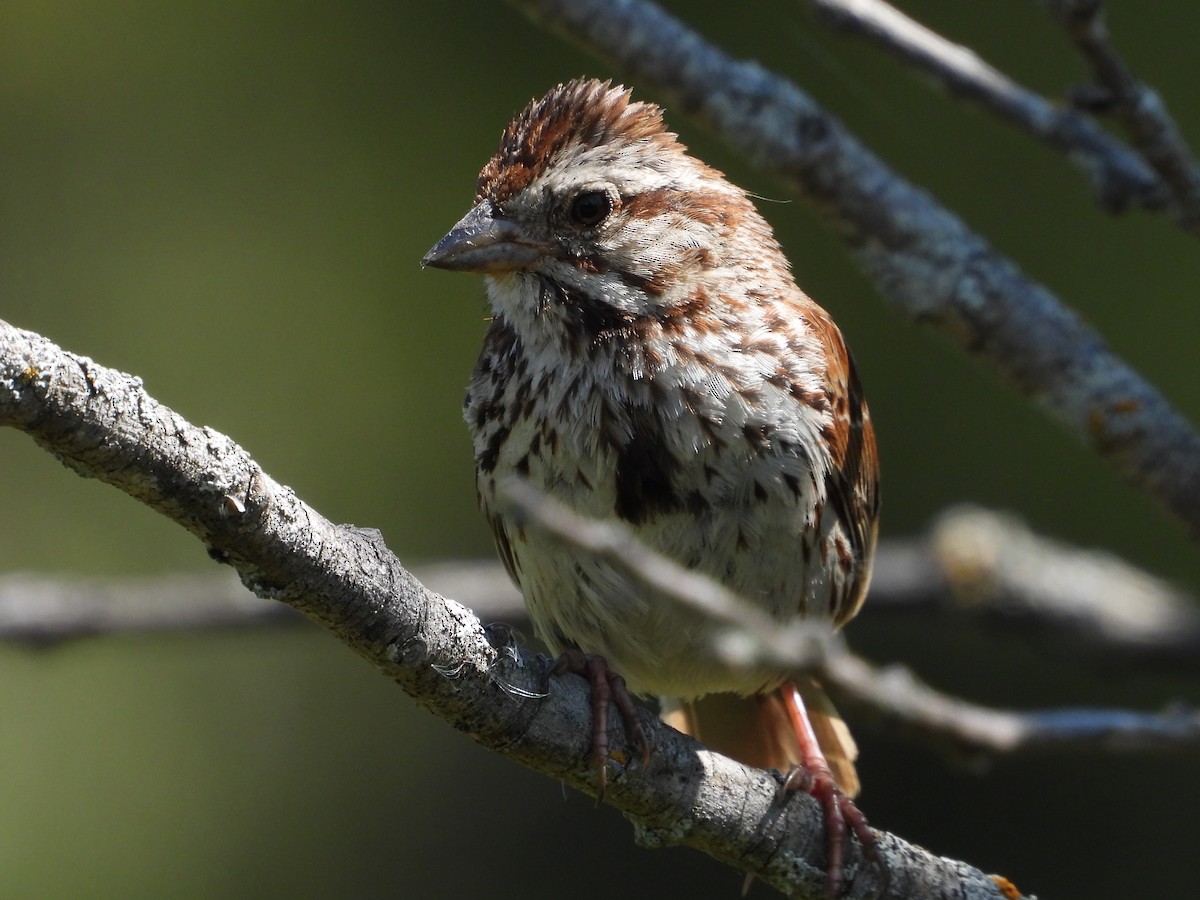 Song Sparrow - ML623892811