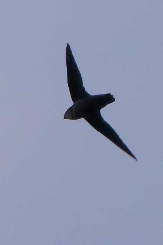 Chimney Swift - Nadine Bluemel