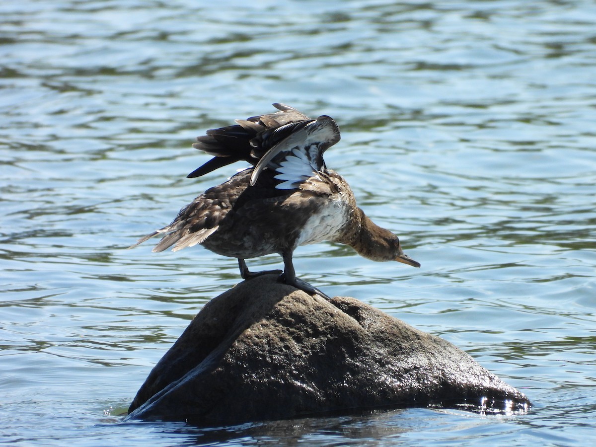 Hooded Merganser - ML623892818