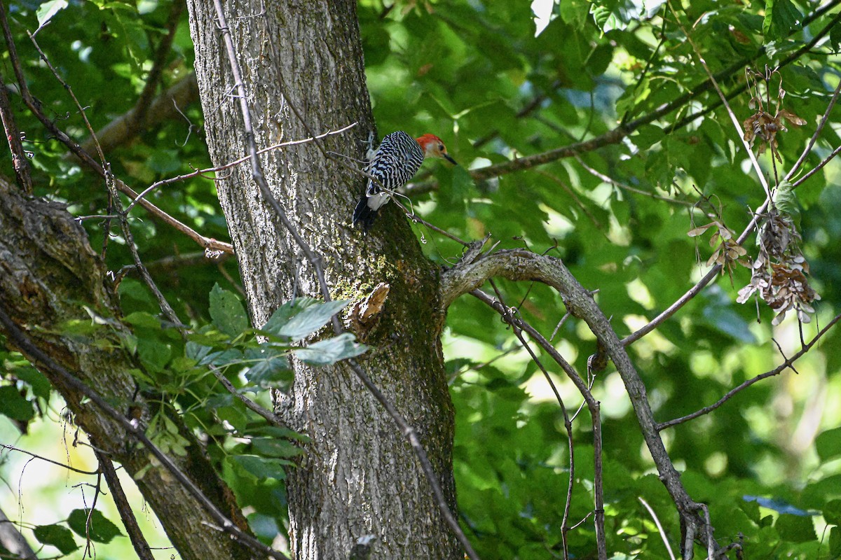 Red-bellied Woodpecker - Aaron Harris