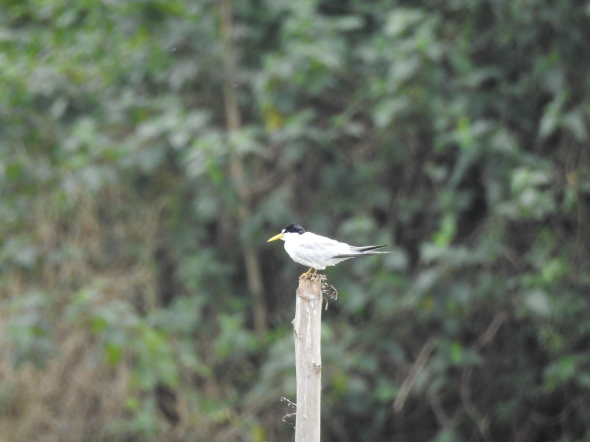 Yellow-billed Tern - ML623892873