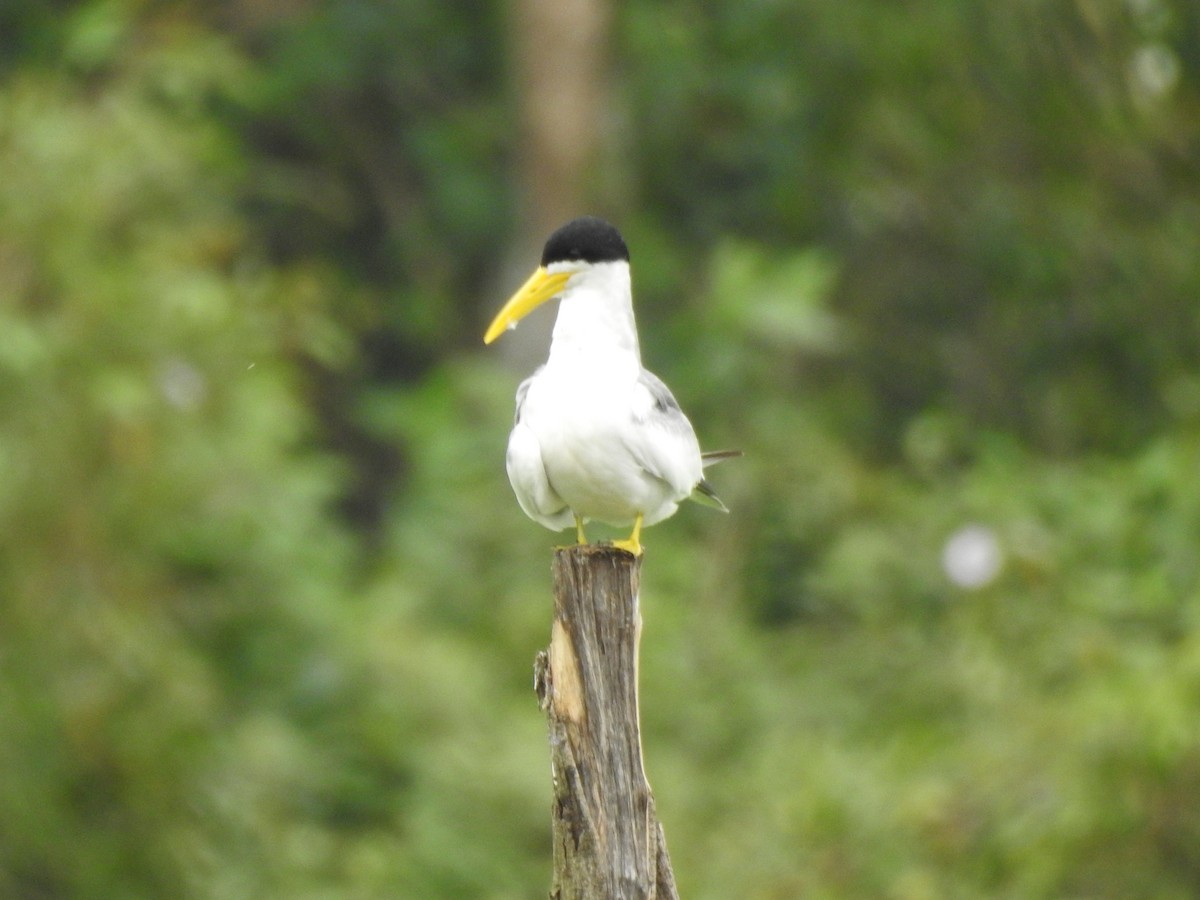 Large-billed Tern - ML623892887