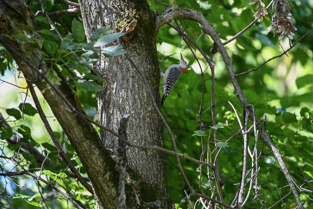 Red-bellied Woodpecker - ML623892902