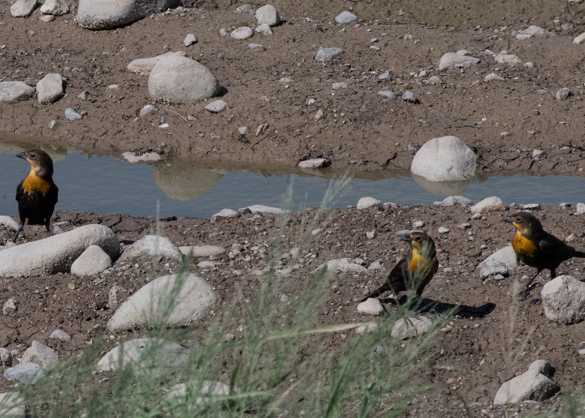 Yellow-headed Blackbird - ML623892918