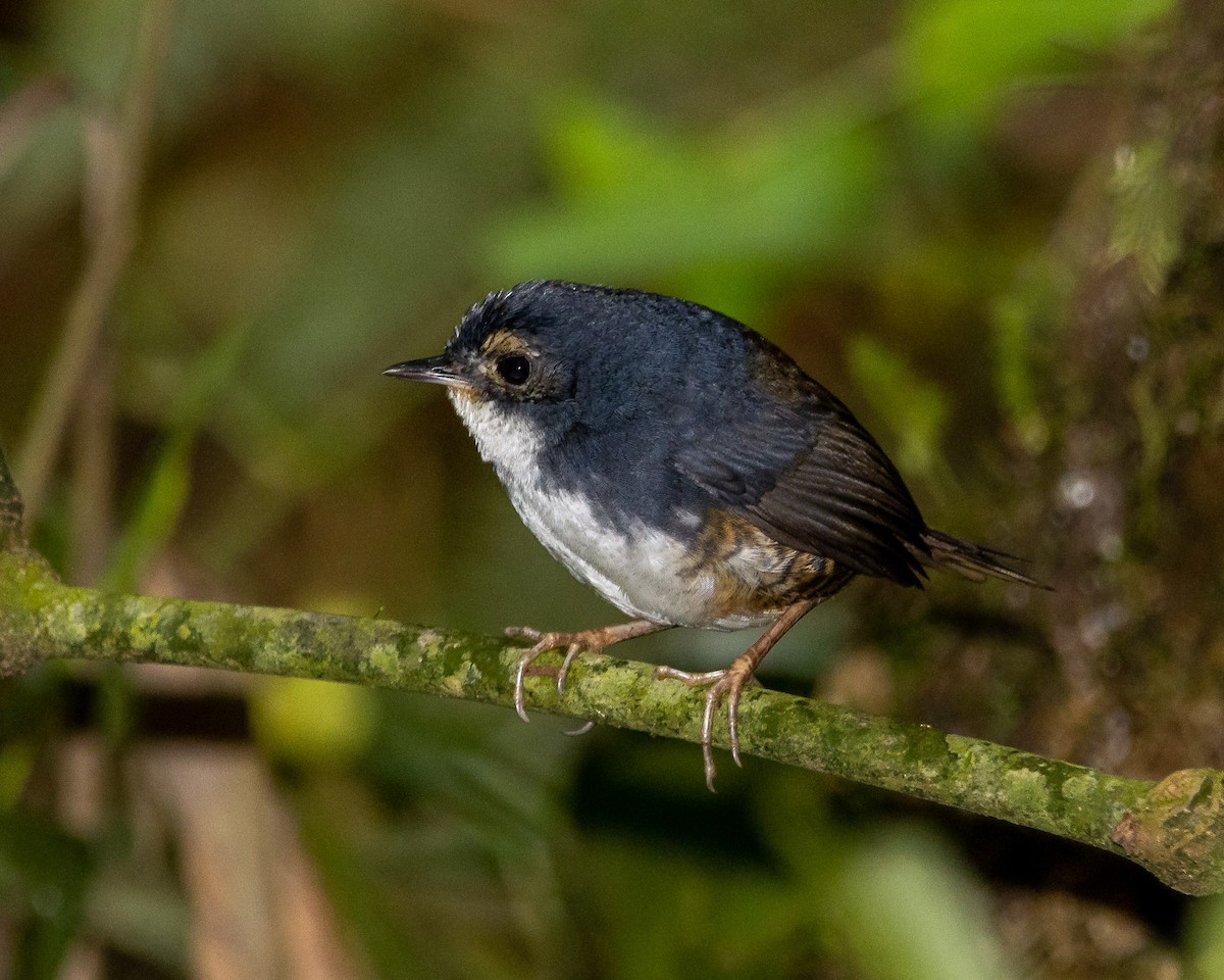 White-breasted Tapaculo - ML623892925