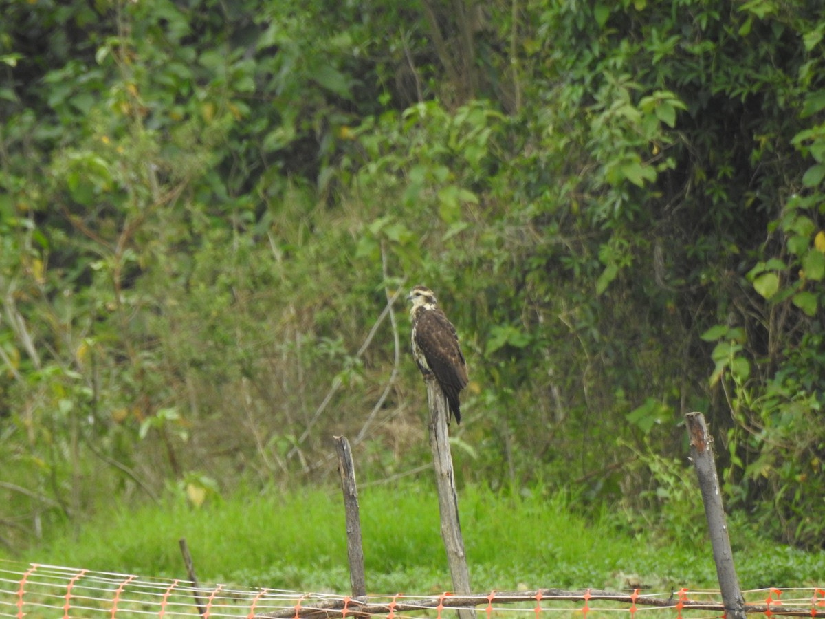 Snail Kite - Claudia Vazquez