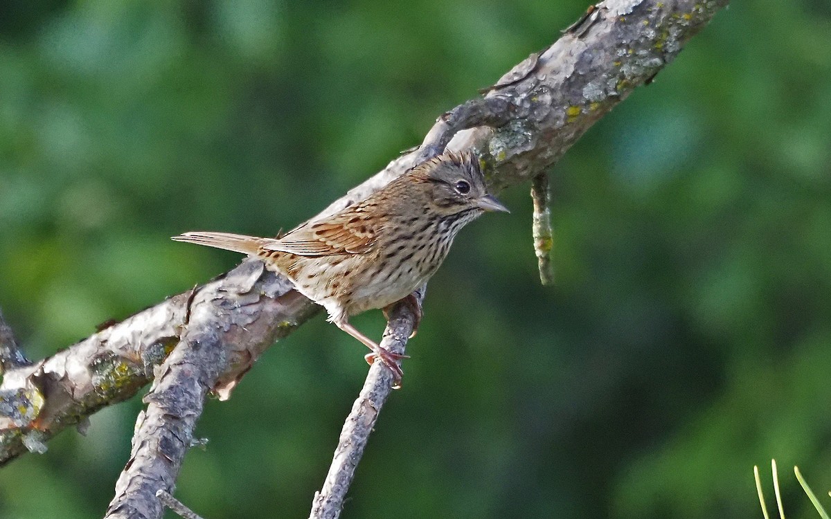 Lincoln's Sparrow - ML623892938