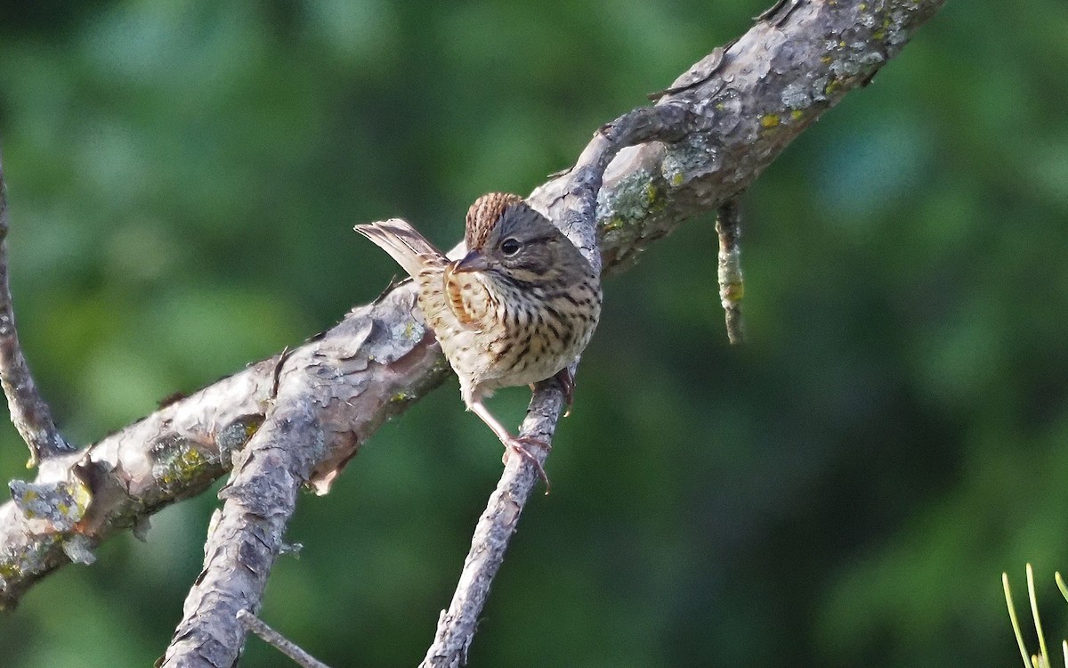 Lincoln's Sparrow - ML623892939