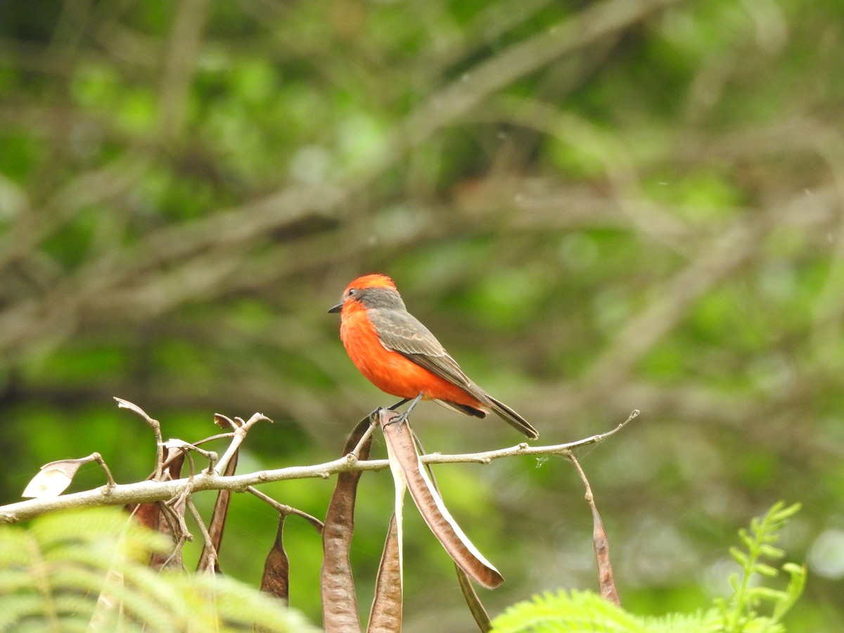 Vermilion Flycatcher - ML623892953