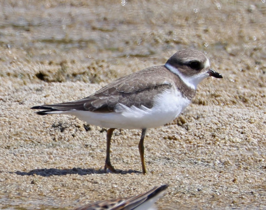 Semipalmated Plover - ML623892987