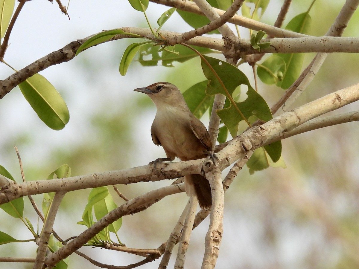 Rufous-fronted Thornbird - ML623892991