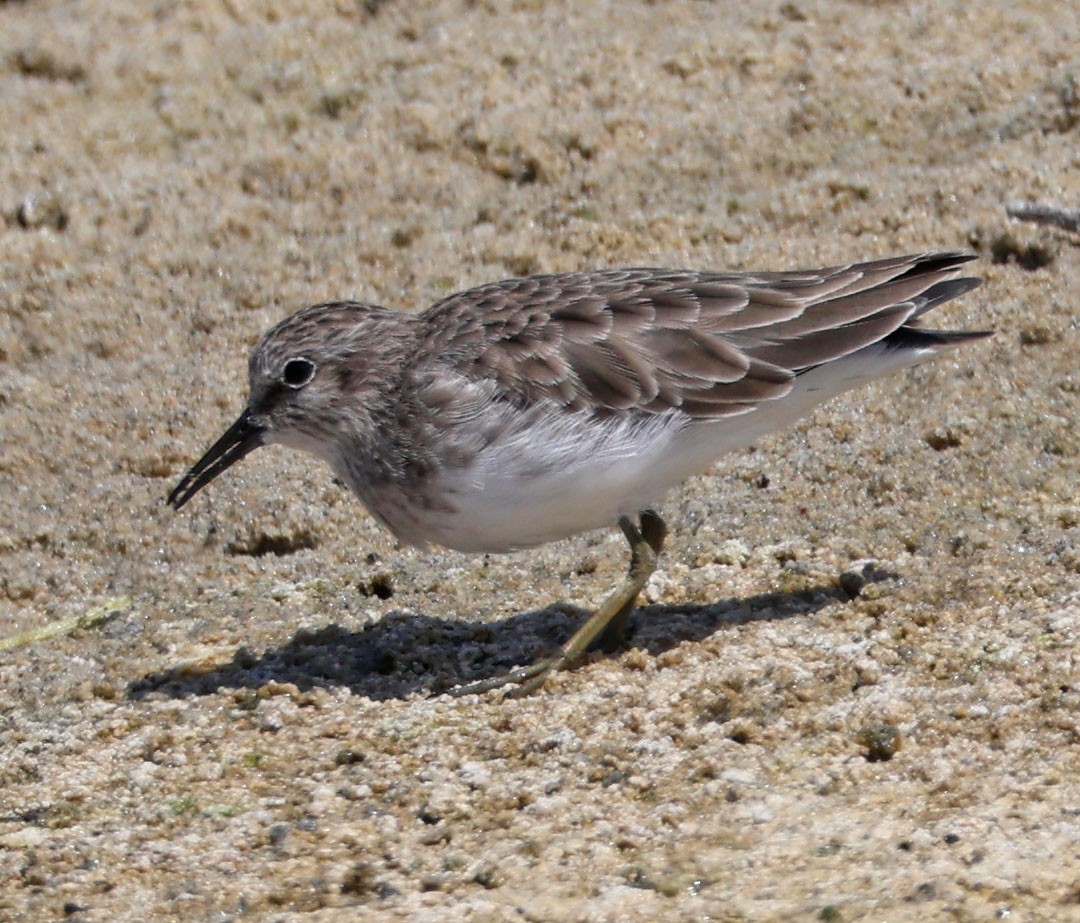 Least Sandpiper - Diane Etchison