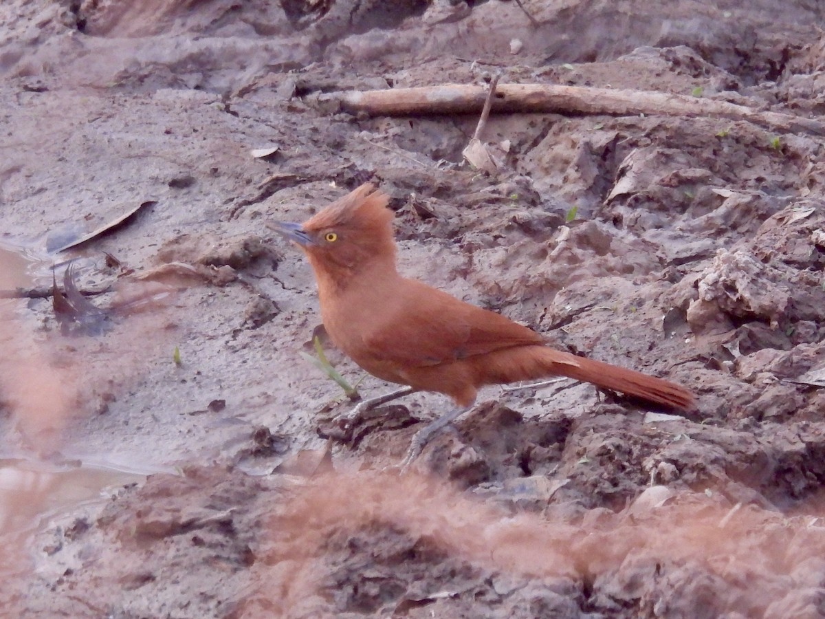 Rufous Cacholote - Pat  Lueders