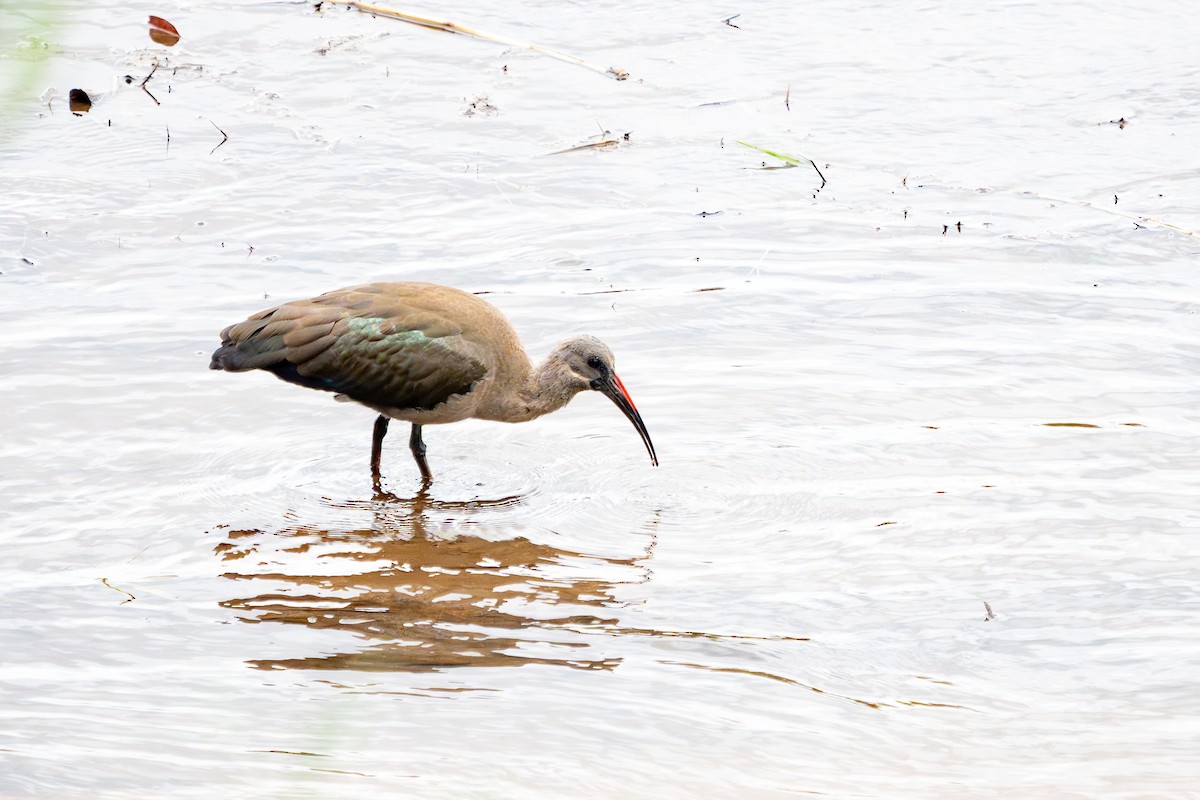 Hadada Ibis - ML623893039