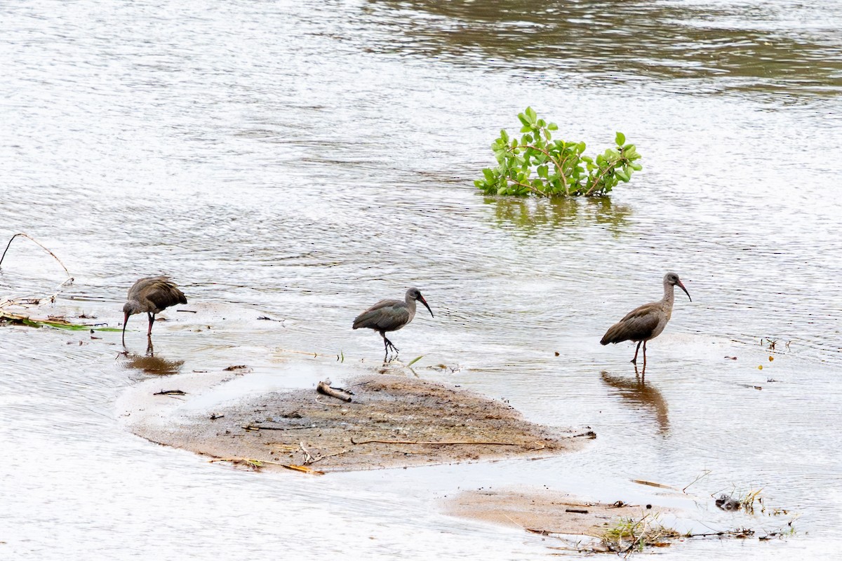 Ibis Hadada - ML623893040