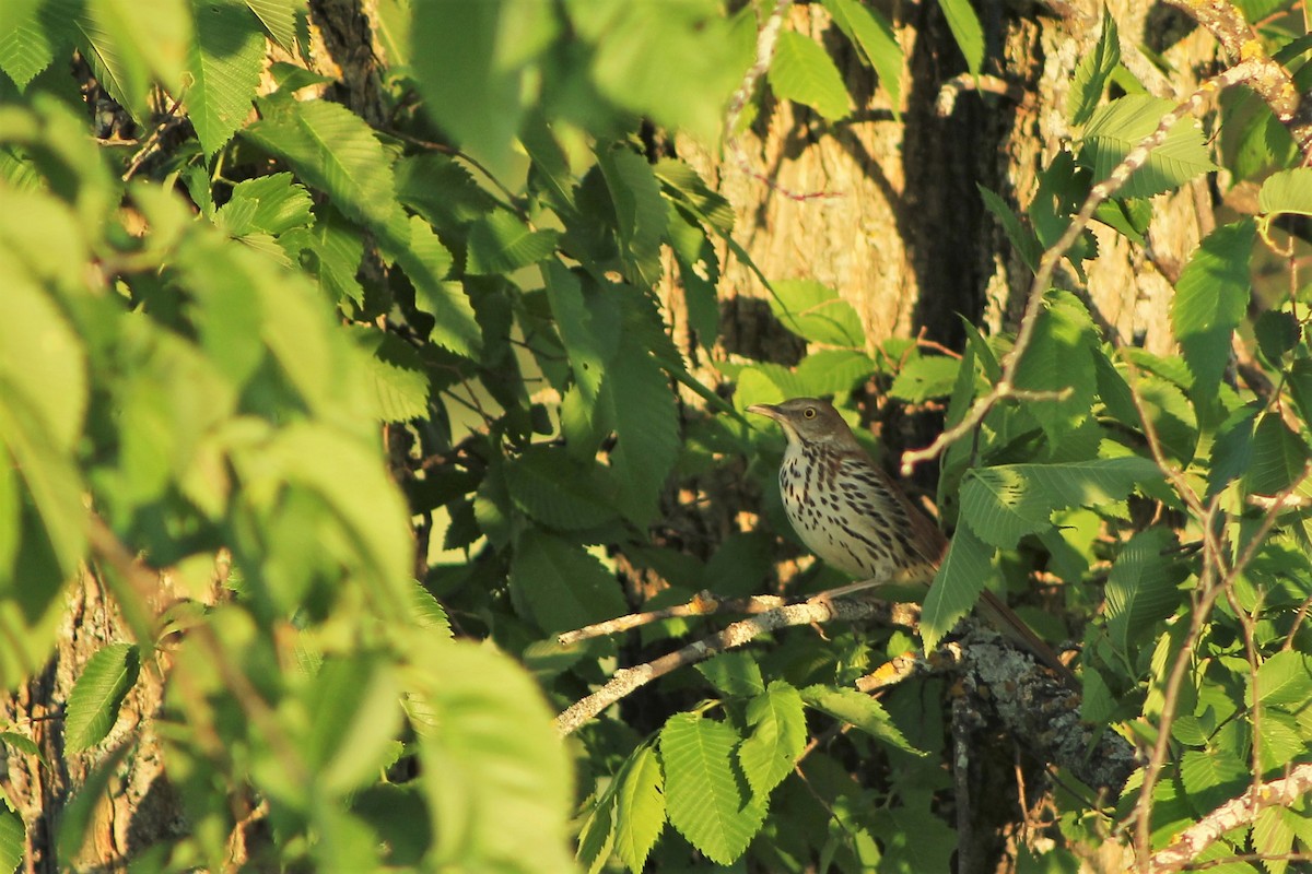 Brown Thrasher - ML623893050