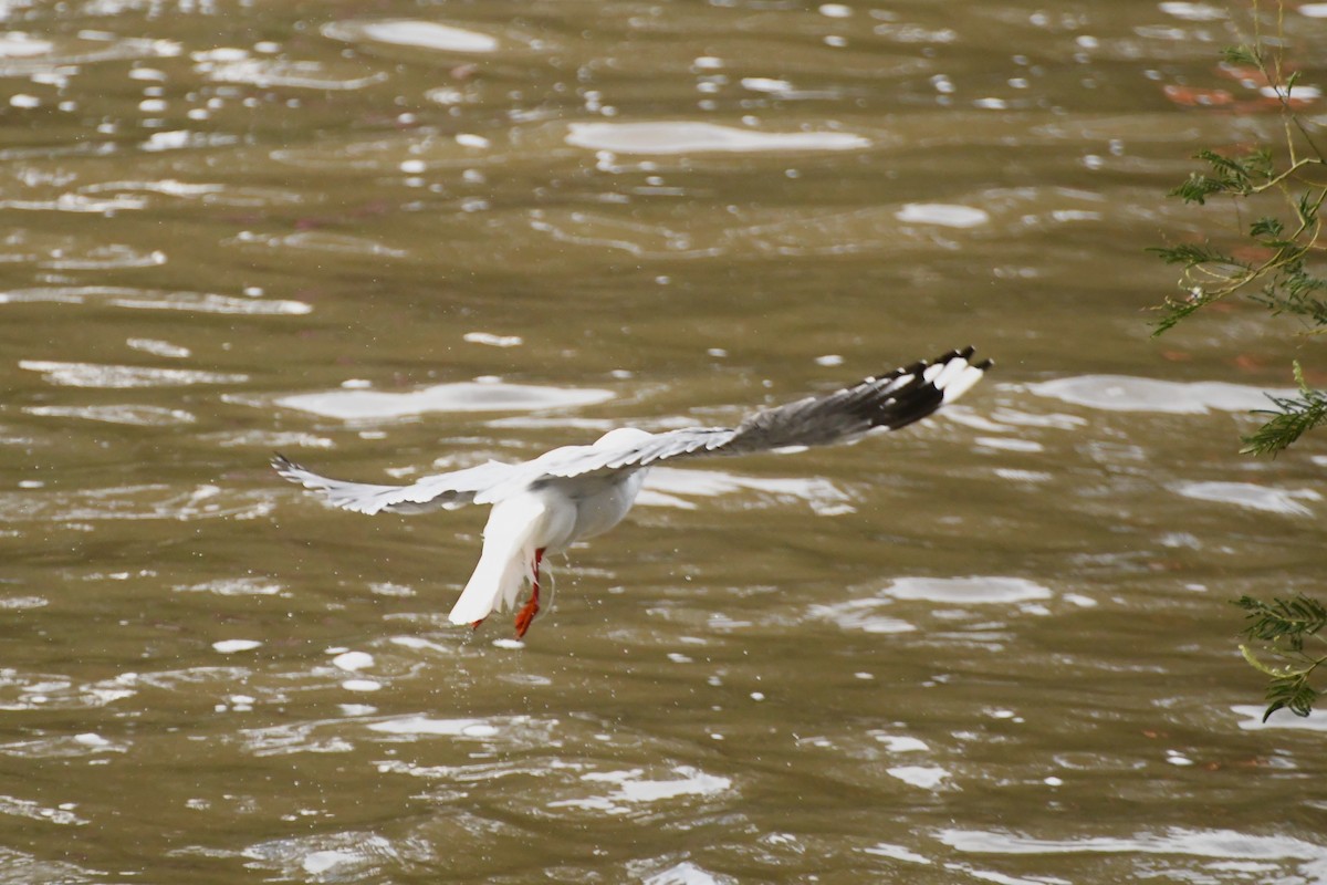 Silver Gull - ML623893053