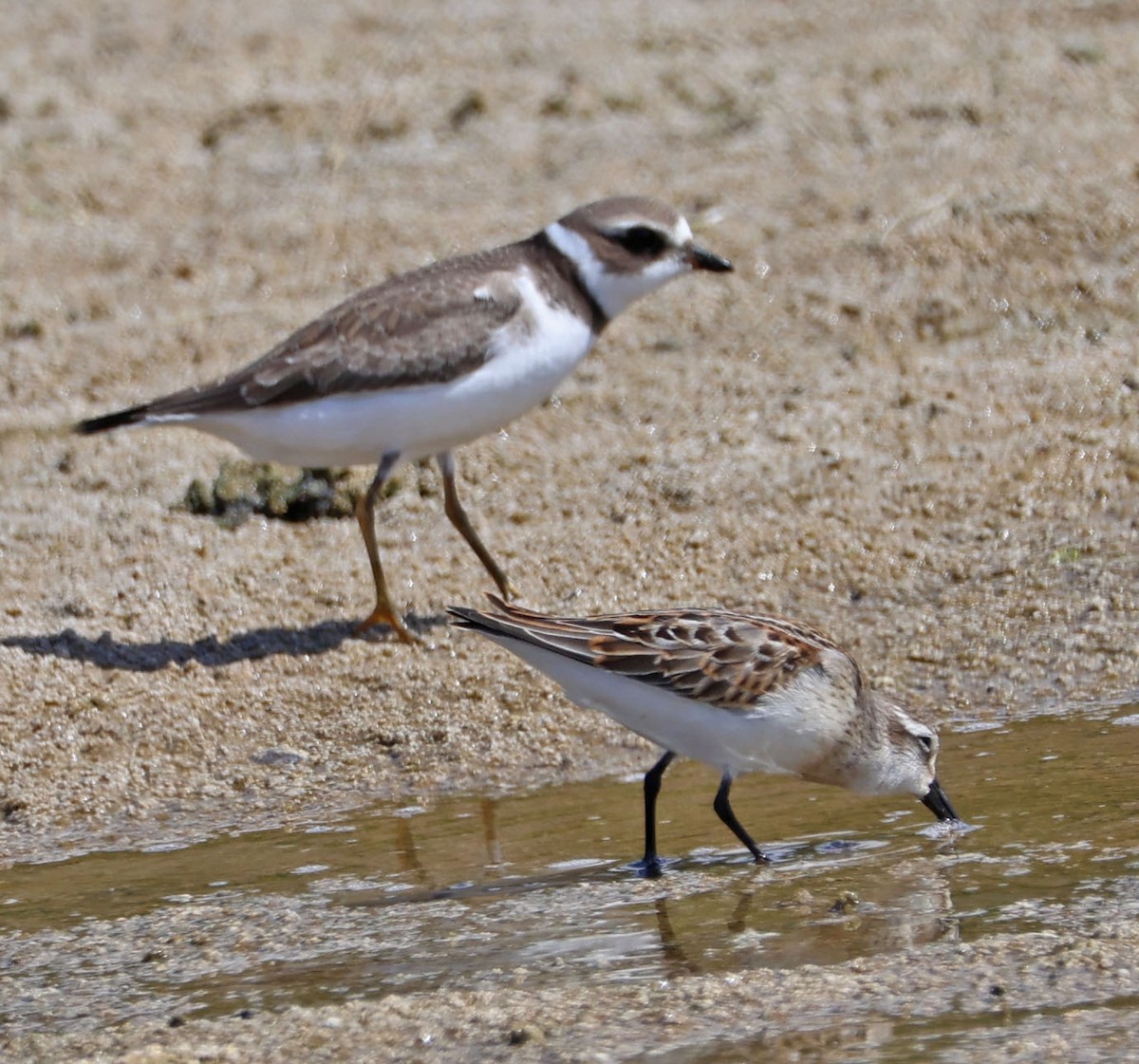 Semipalmated Plover - ML623893057