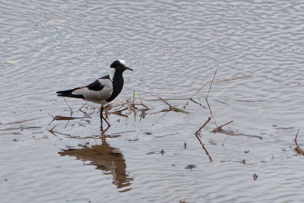 Blacksmith Lapwing - ML623893059