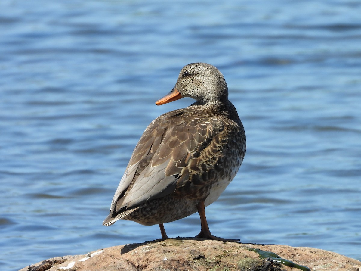 Gadwall - Callum Nixon-Holmes