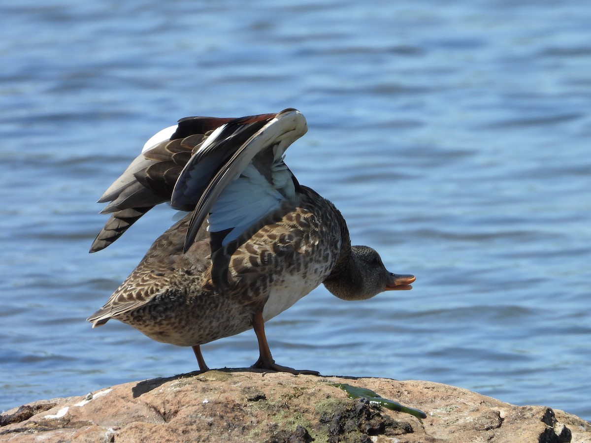 Gadwall - ML623893068