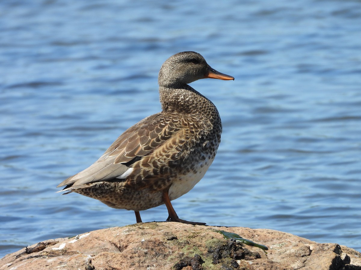 Gadwall - ML623893070