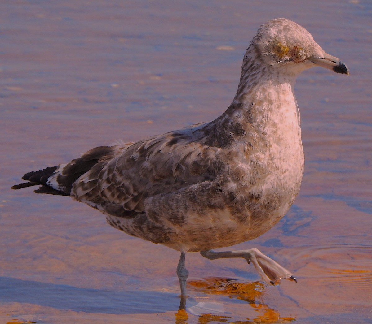 California Gull - ML623893078