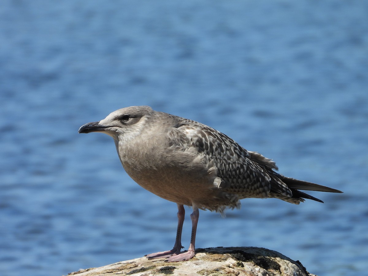 Ring-billed Gull - ML623893080