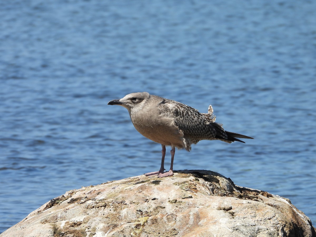 Ring-billed Gull - ML623893081