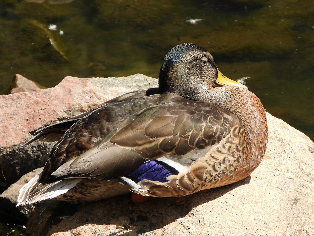 Mallard - ML623893097