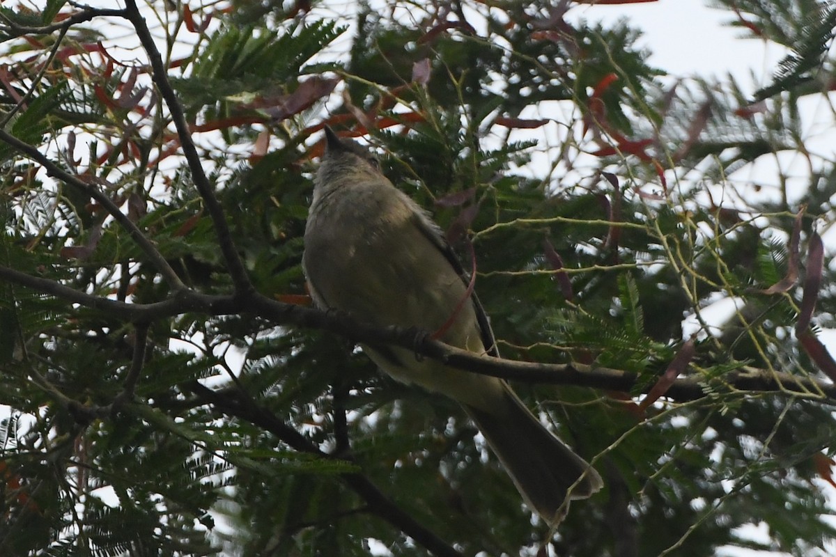 Golden Whistler - Michael Louey