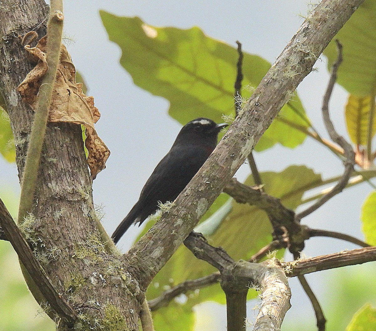 Maroon-belted Chat-Tyrant - Kathy Hart