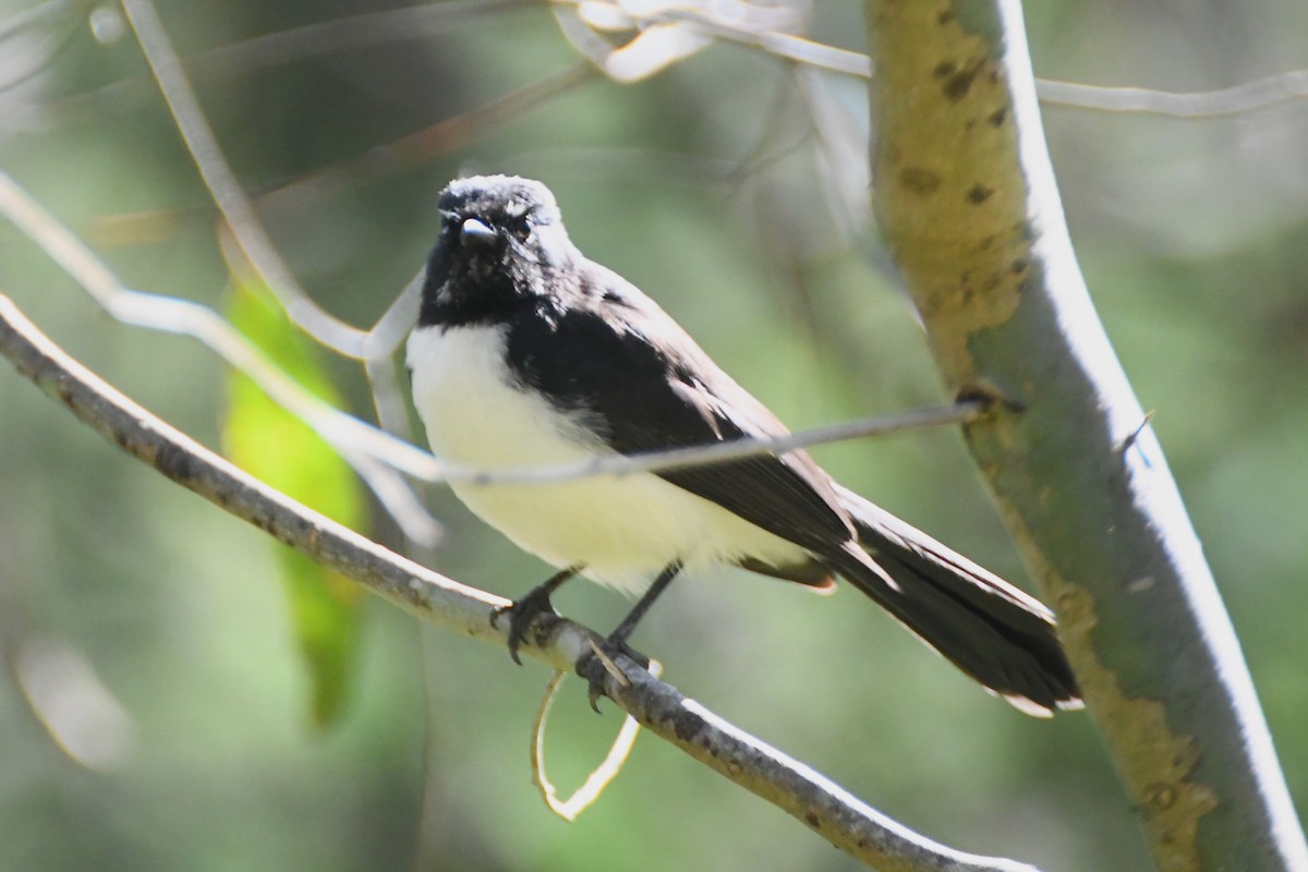 Willie-wagtail - Michael Louey