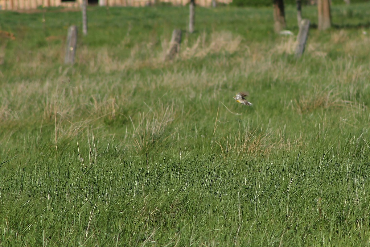 Eastern Meadowlark - ML623893138