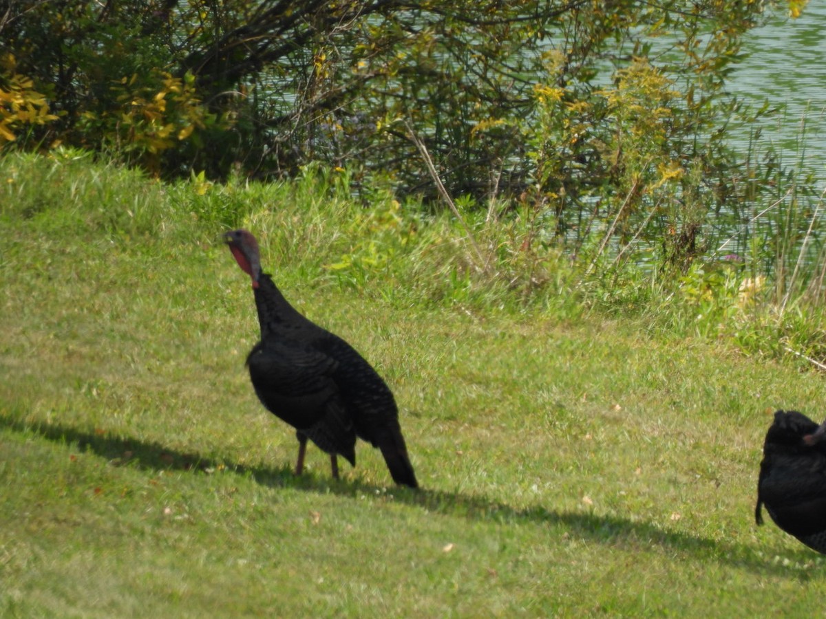 Wild Turkey - ML623893148