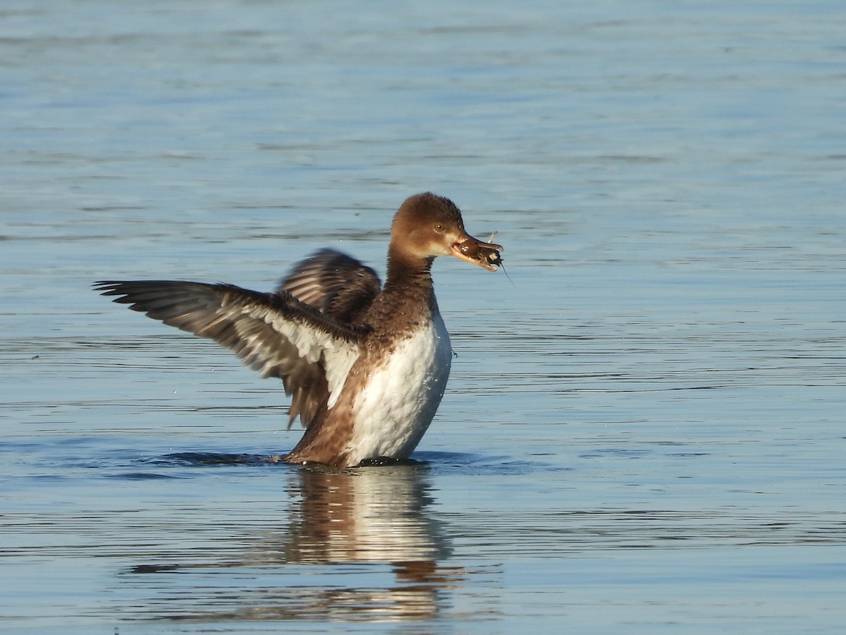 Hooded Merganser - ML623893183