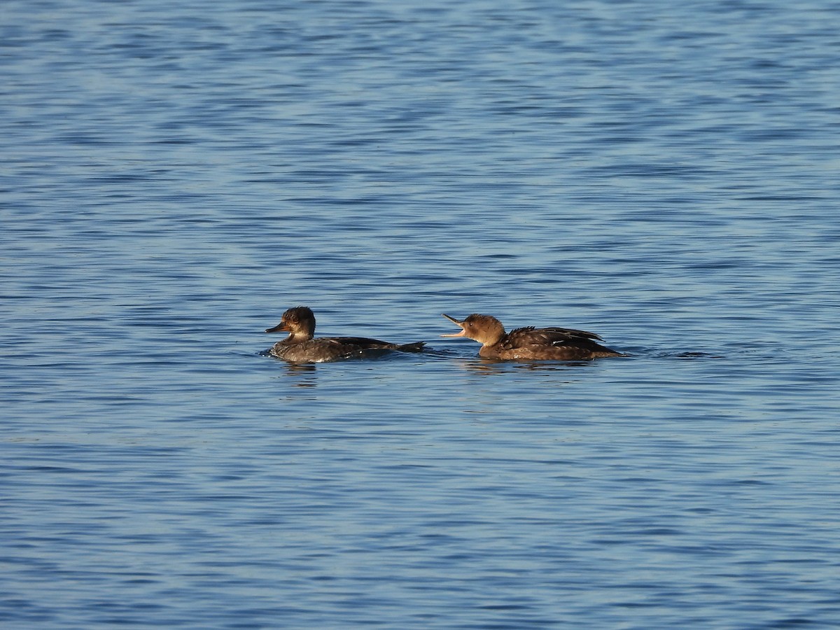 Hooded Merganser - ML623893184