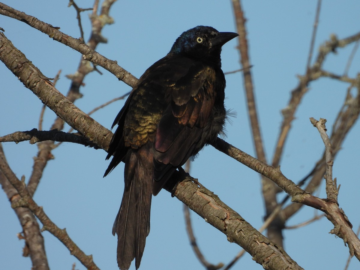 Common Grackle - ML623893200