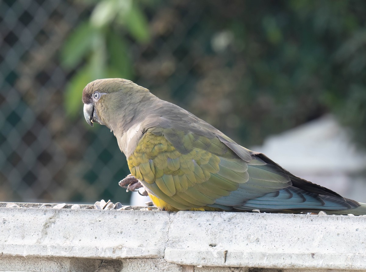 Burrowing Parakeet - ML623893209