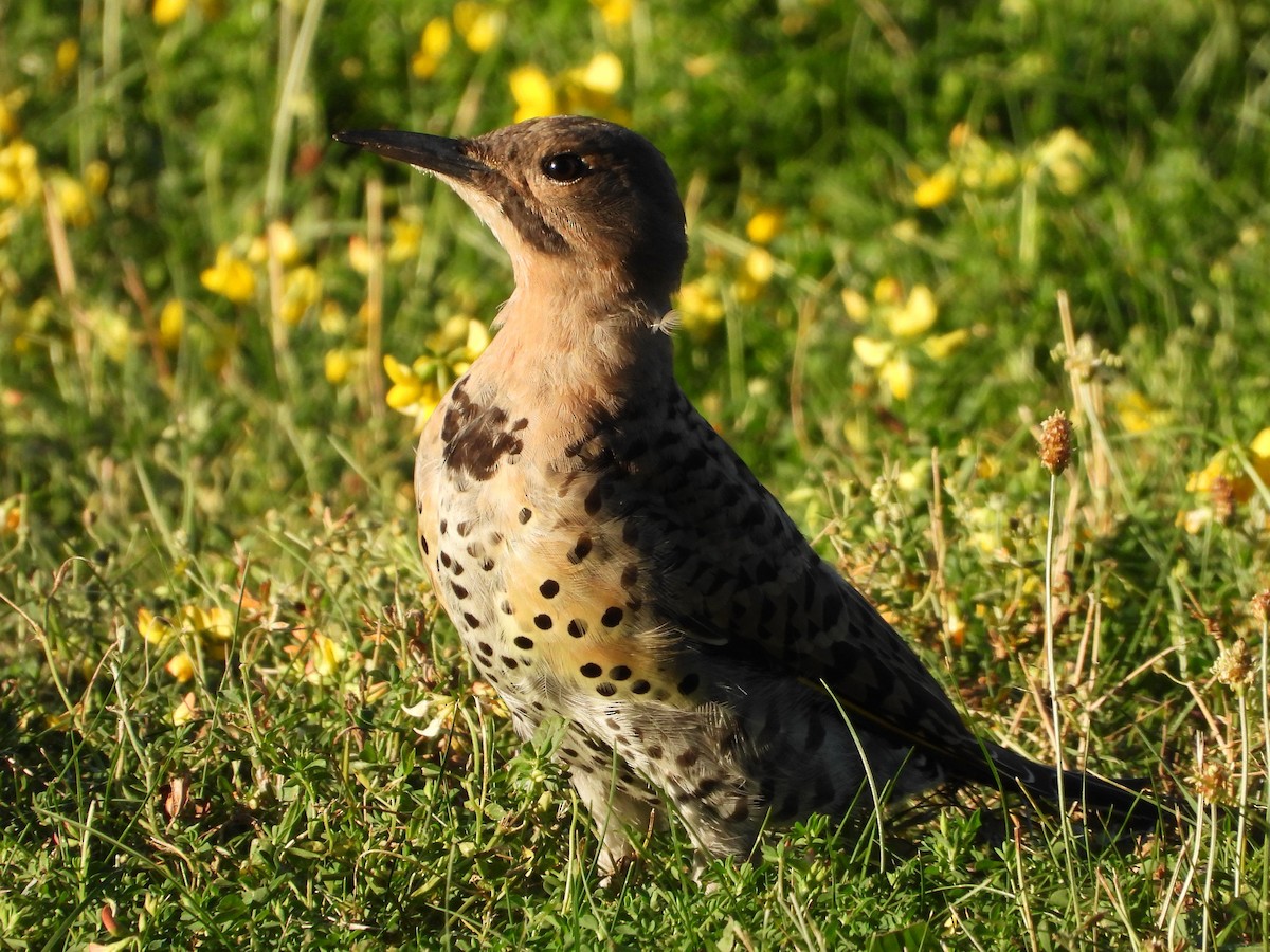 Northern Flicker - ML623893220