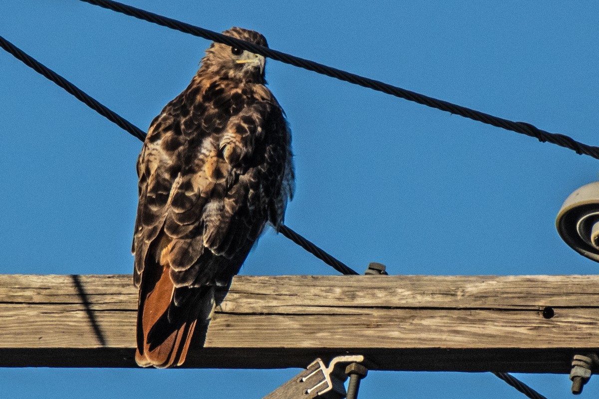 Red-tailed Hawk - ML623893222