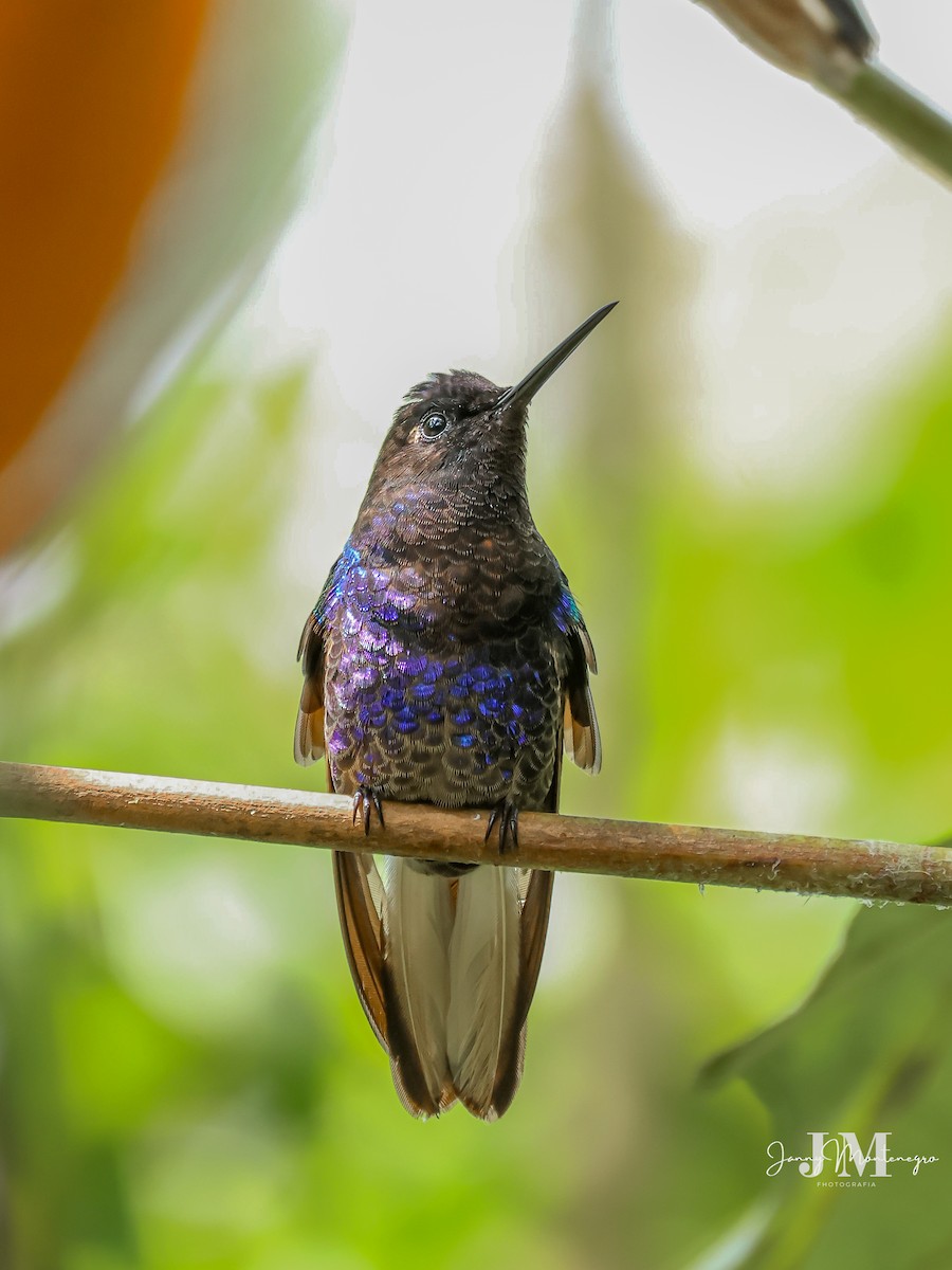 Velvet-purple Coronet - ML623893268