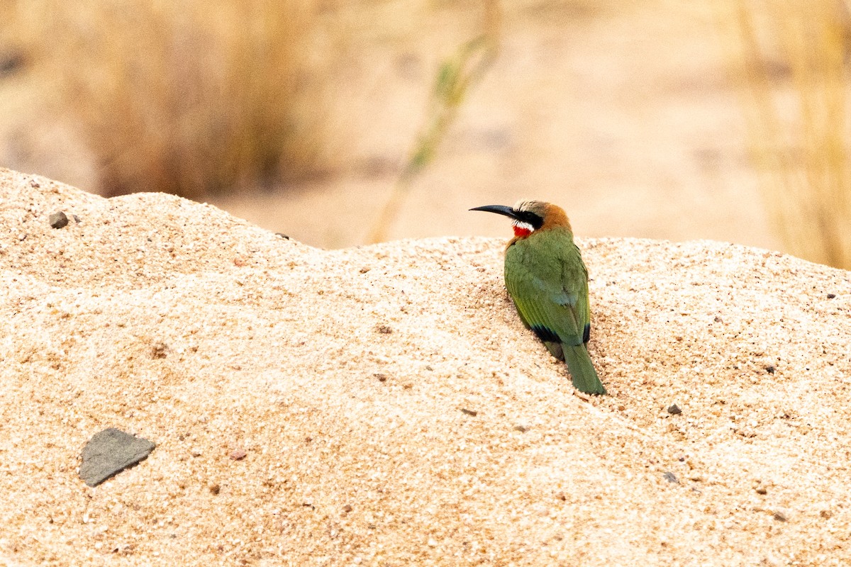 White-fronted Bee-eater - ML623893287