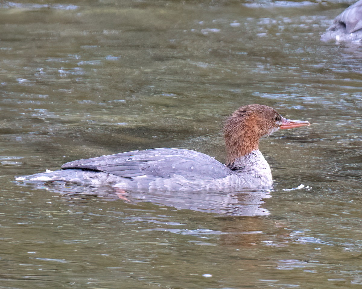 Common Merganser - ML623893291